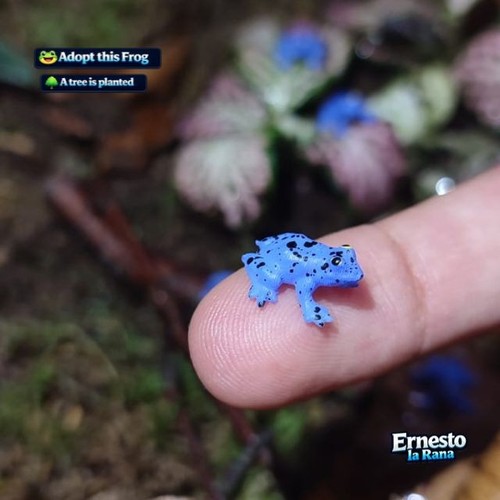 Mini frog token adopt a - adopt,