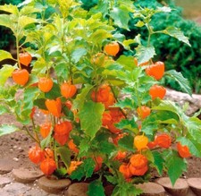 100 x CAPE GOOSEBERRY -