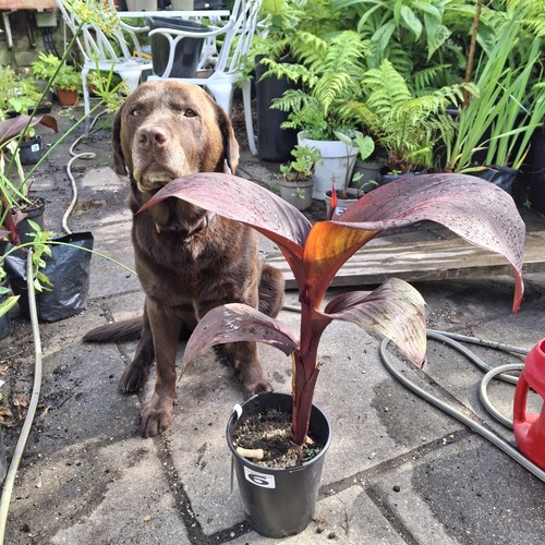 Canna black superb now over - black,