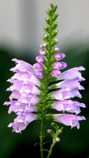 Physostegia virginiana