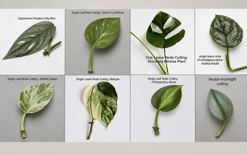 Mixed houseplant cuttings - x8,