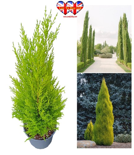 Lemon cypress - lemon,