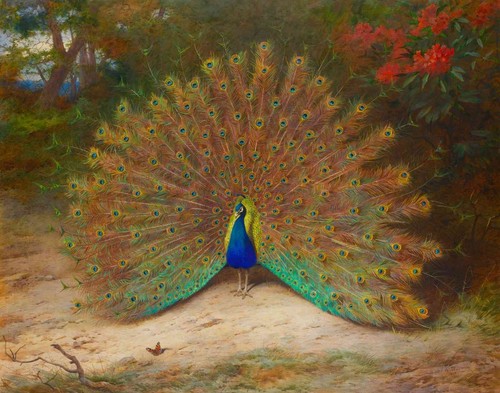 Archibald thorburn peacock - thorburn,