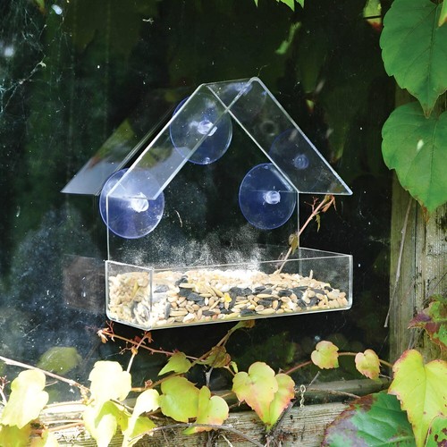 Window wild bird - table, feeder