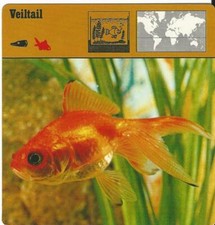 1975 Editions Rencontre, Animals Card, #01.18 Veiltail