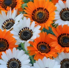 VENIDIUM JAFFA ICE SEEDS –