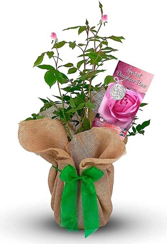 Special daughter rose bush - daughter,