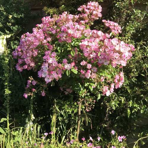 Ballerina potted weeping - -,