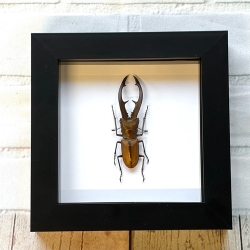 Long jaw stag beetle - long,