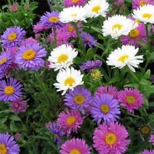 Aster Alpine Trimix HP, Sow Oct-March, Alpine Daisy Mixed, Perennial, 20 Seeds