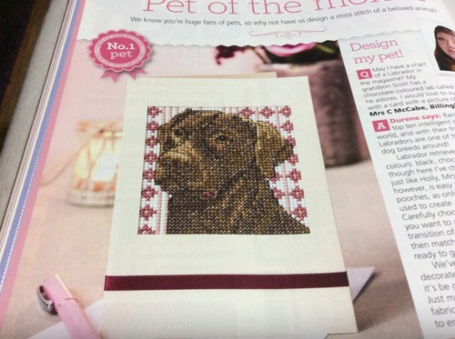 Chocolate coloured labrador - coloured,