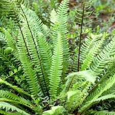 Blechnum Spicant Hard Fern