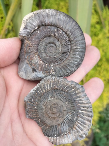 Peronoceras turriculatum pos - turriculatum,