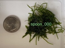 Java Moss - Live Aquarium