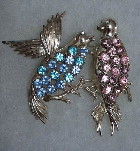 Coro pegasus lovebird - pegasus,