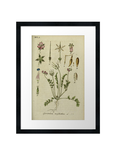 Botanical framed wall art - 21,