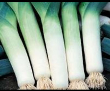 Leeks Mixed variety  x12  Plug Plants 1-3 plants per plug . LETTERBOX FRIENDLY