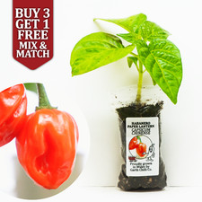Habanero Paper Lantern Chilli