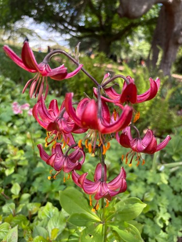 Five red species - red,