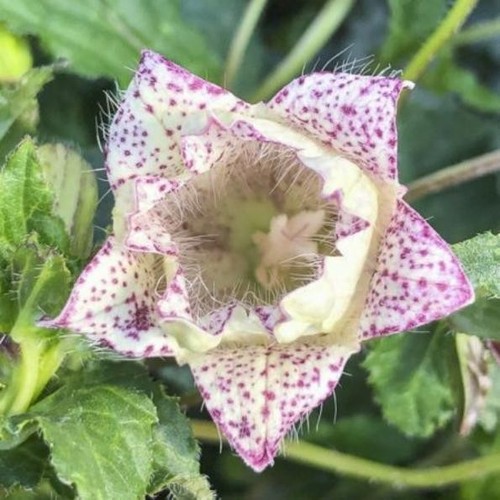 Campanula punctata milky - campanula,