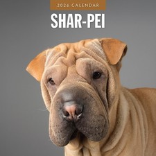 Shar-Pei 2026 Square Wall Calendar