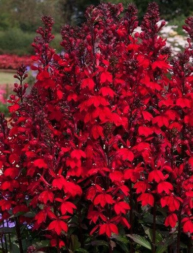 Lobelia starship scarlet - starship™,