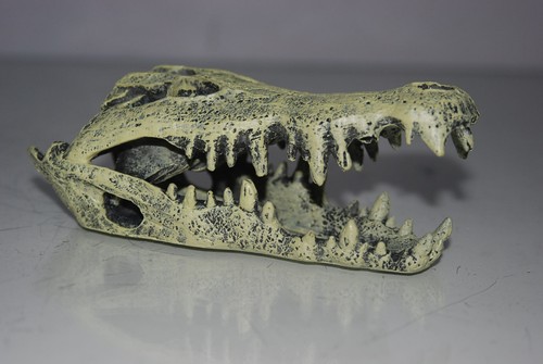 Aquarium vivarium detailed - vivarium,