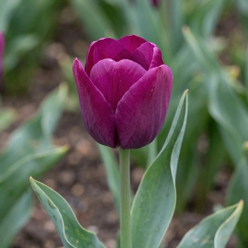 Tulip negrita bulbs x10 - bulbs, |