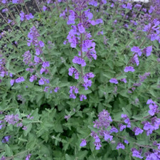 Cat Mint Nepeta – 6 Plug Plants | Bee and Cat Friendly Perennial