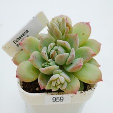 Echeveria Prolifica, Low
