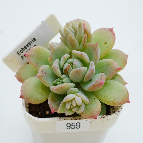 Echeveria prolifica low - echeveria, prolifica,