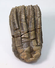 Crinoids, Encrinus