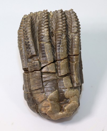 Crinoids encrinus - crinoids,,