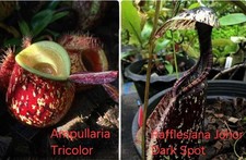 Nepenthes Ampullaria tricolor