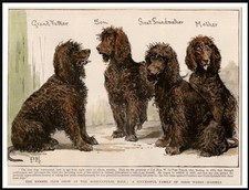 IRISH WATER SPANIEL NAMED DOGS