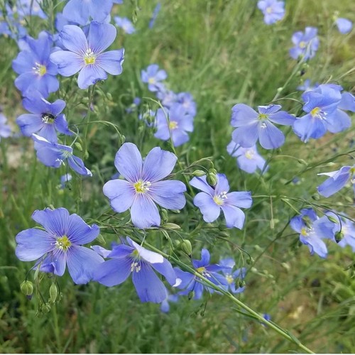 Blue flax plug plants - flax,,