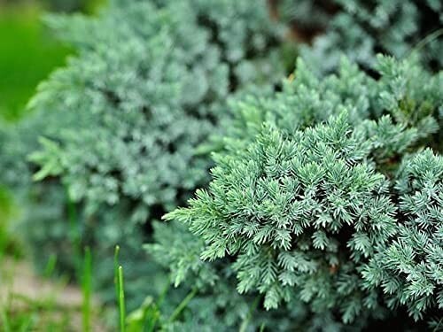 9cms pot juniperus squamata - pot,