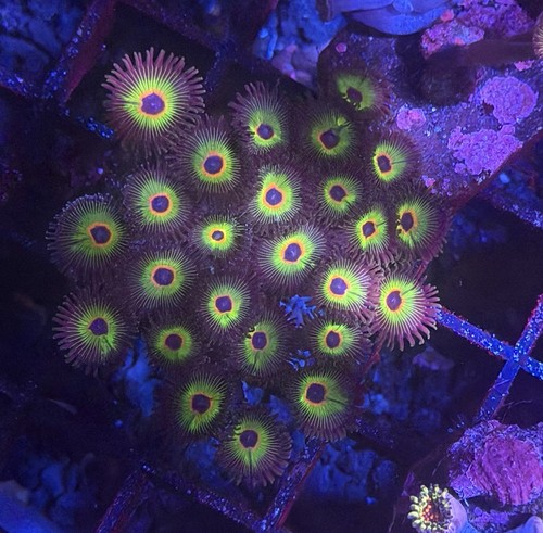 Bob marley zoa - small, colony