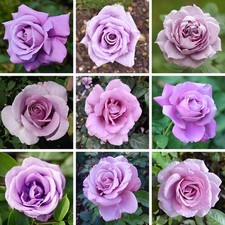 Rose 'Lilac' Established Plant