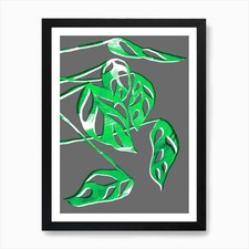 Monstera Obliqua In Grey And