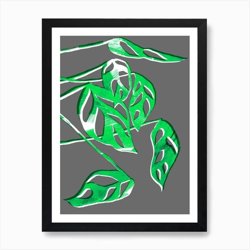 Monstera obliqua grey and - monstera,