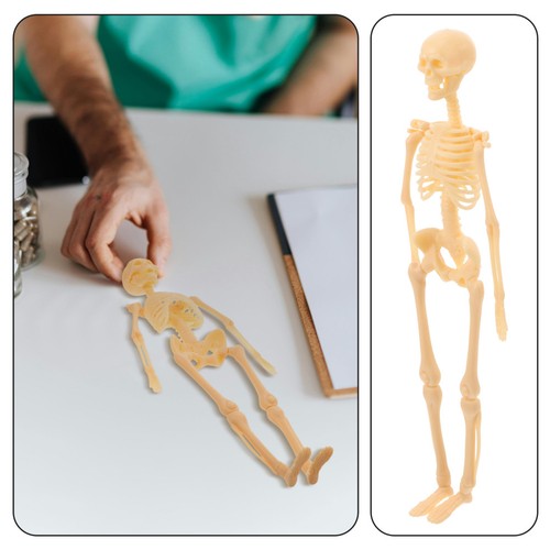 Skeleton model human body - skeleton,