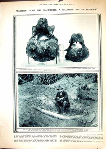 Old 1916 tusk elephant turner - elephant,