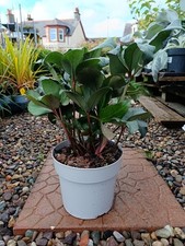 Hellebore "Angel Glow" | 4 L