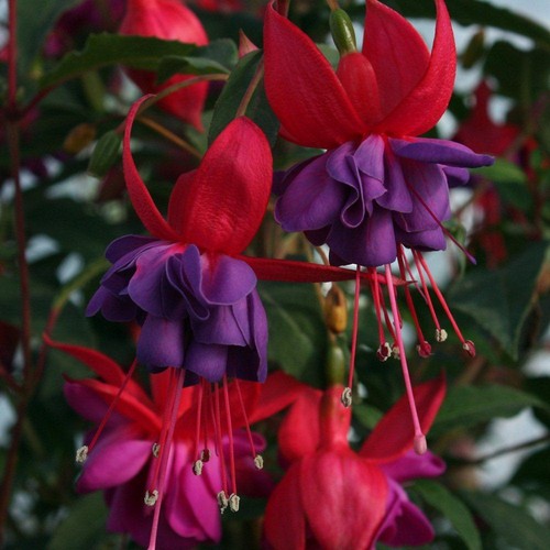 Fuchsia winston churchill - fuchsia,