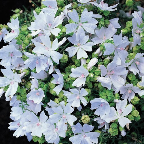 Malva moschata seeds snow - moschata, 40
