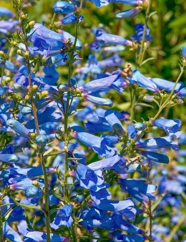 Penstemon heterophyllus -  penstemon,