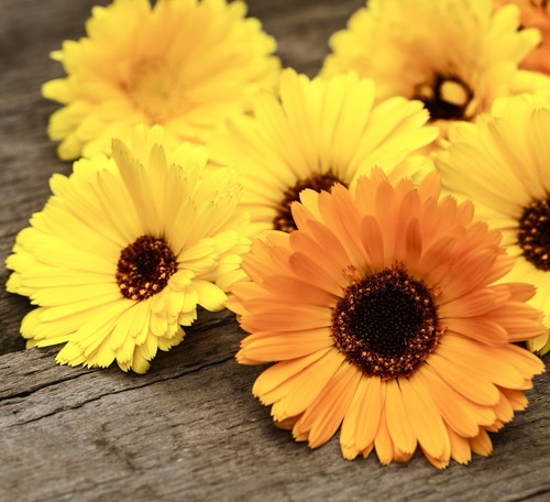 1100x calendula officinalis - 1100x,