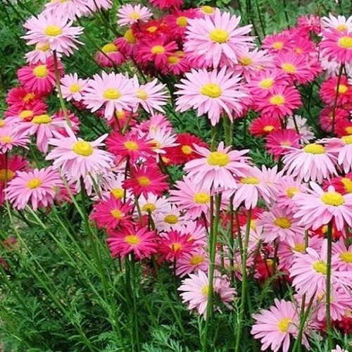 Painted daisy robinsons - painted,