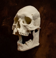 Human Skull Wall Hanger Gothic